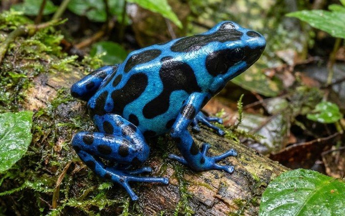 Blue Dart Frog